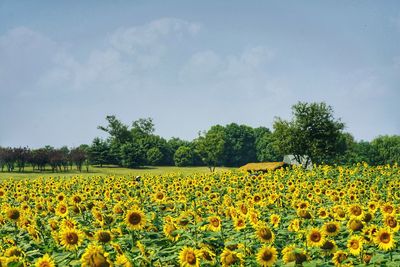 Scenic view of sunflower field against sky