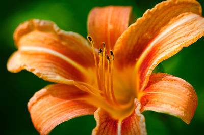 Close-up of flowers