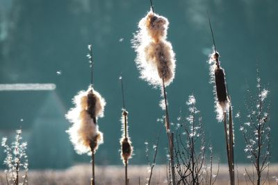 Close-up of reeds growing in lake