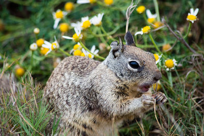 Close-up of squirrel on field