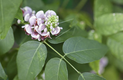 Close-up of flowering plant leaves