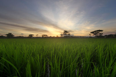 Scenic view of agricultural field against sky during sunset