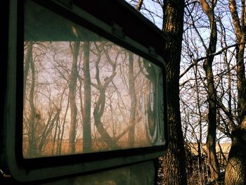 Bare trees against sky