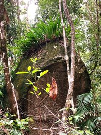 View of a tree in forest