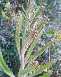 Close-up of plant