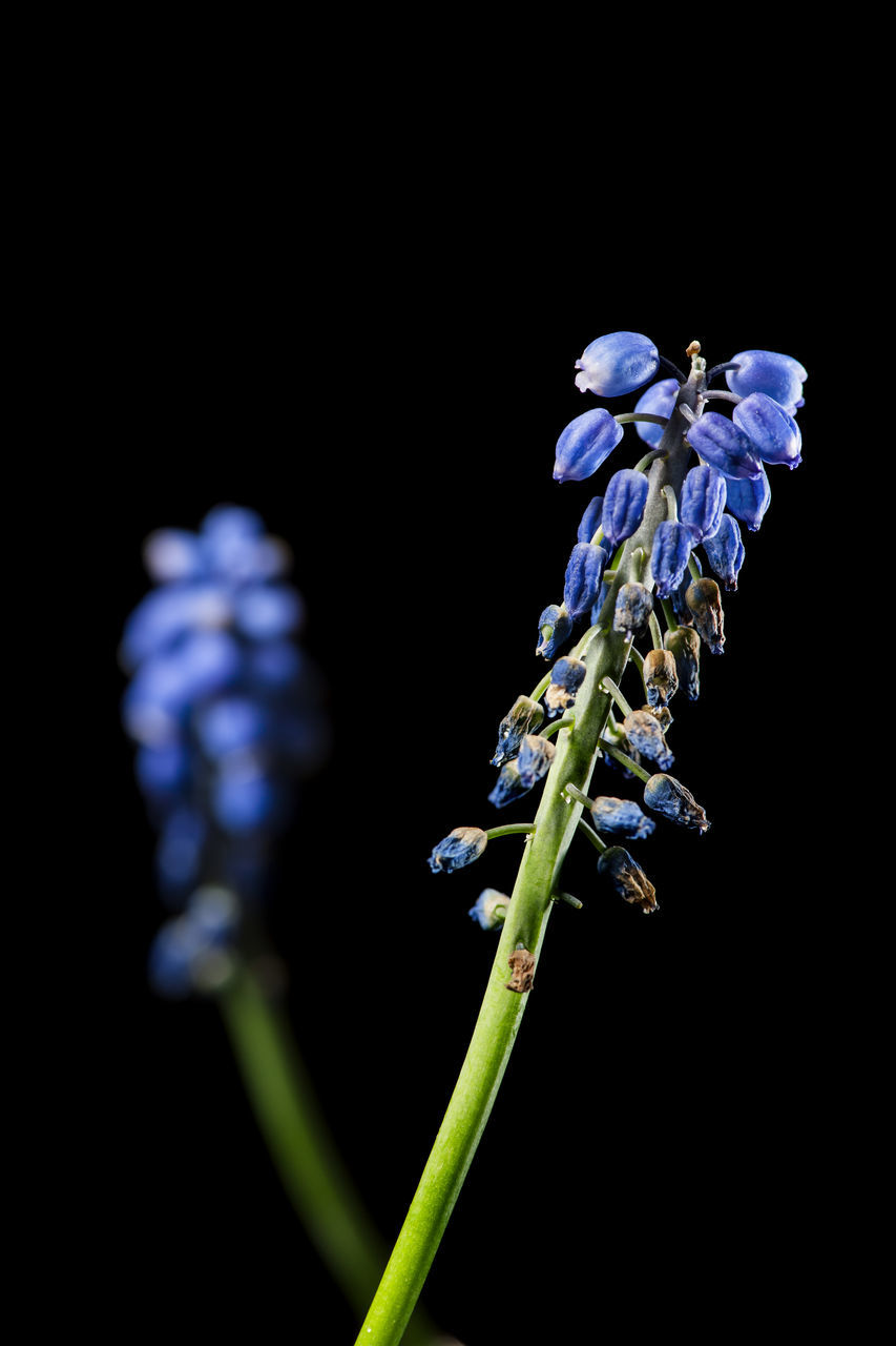 CLOSE-UP OF BLUE FLOWER BUDS