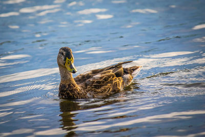 Close-up of duck swimming in lake