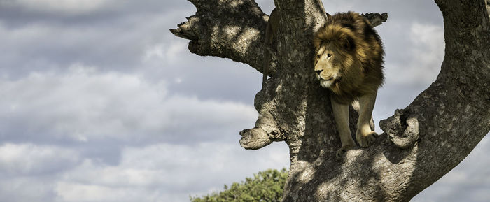 Africa lion on a tree