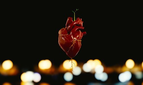 Close-up of red flower against blurred background