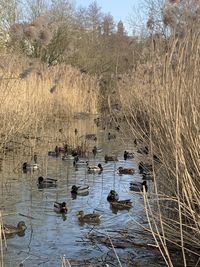 Ducks swimming in lake