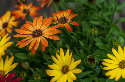 Close-up of yellow flowering plants