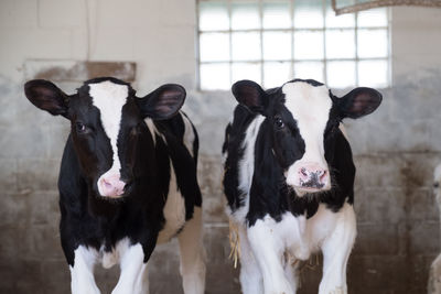 High angle view of cows in pen