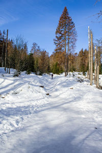 Trees on snow covered field against sky