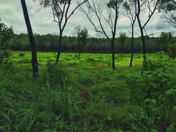 Trees on field against sky