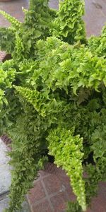 High angle view of fresh green plants