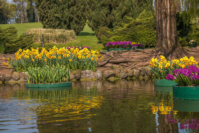 View of yellow flowering plants in lake