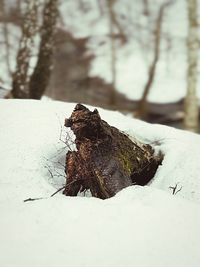 Close-up of an animal on snow covered land