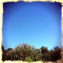 Low angle view of trees against clear blue sky