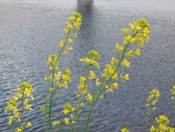 High angle view of yellow flowering plant at lakeshore