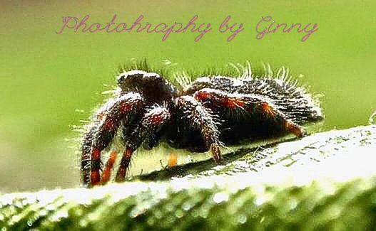 close-up, animal themes, nature, spider, no people, outdoors, day