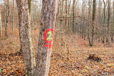 Trees in forest