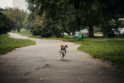 View of a dog on the road