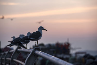 Seagulls perching on railing against sky during sunset