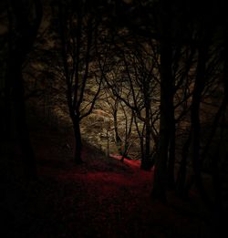 Bare trees at night