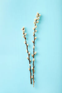 Low angle view of plant against clear blue sky