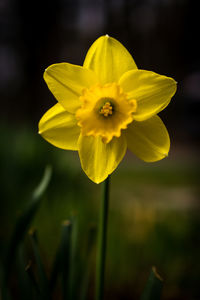 Close-up of yellow flower blooming outdoors