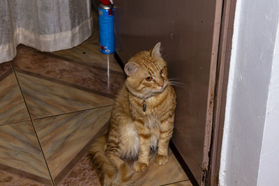 Cat sitting on floor at home