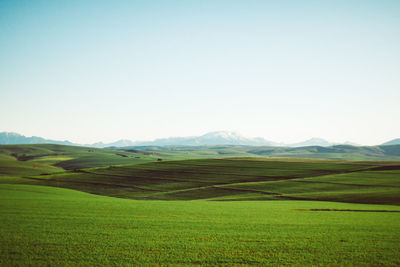 Scenic view of agricultural field against clear sky