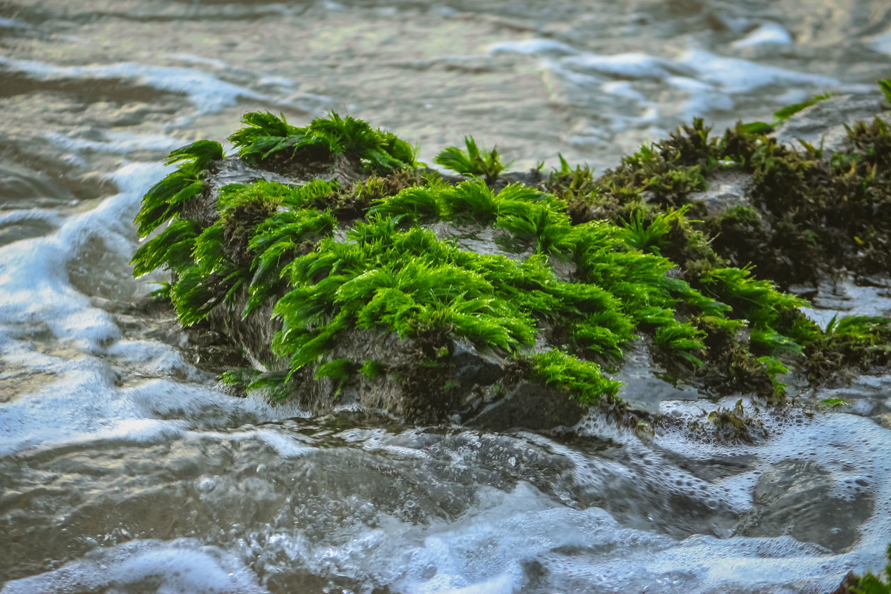 CLOSE-UP OF PLANT GROWING ON ROCKS