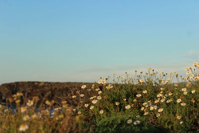 Flowering plants on field against clear sky
