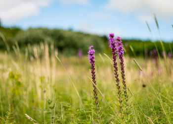 Close-up of purple flowers in field