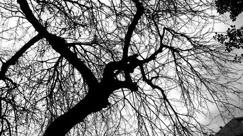 Low angle view of silhouette bare tree against sky