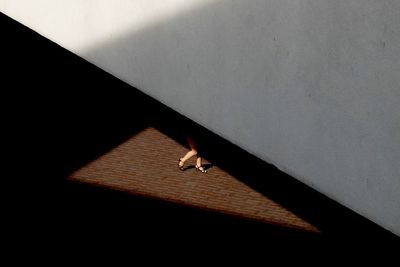 Shadow of tree on the wall