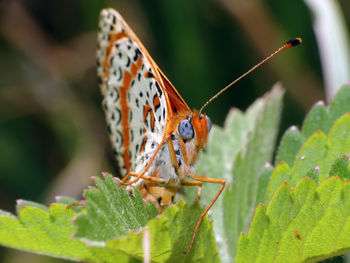 Close-up of butterfly perching on plant