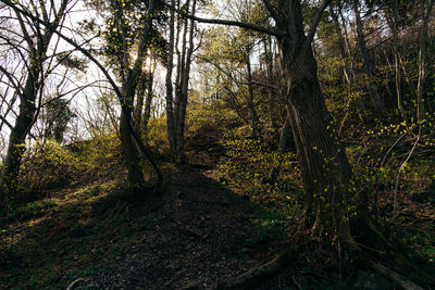 Trees growing in forest