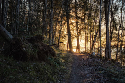 Trees growing in forest