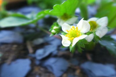 Close-up of flowers blooming outdoors