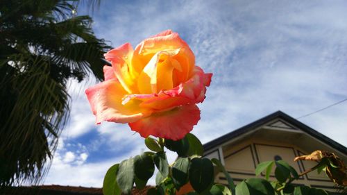 Low angle view of flowers against clear sky