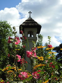 Low angle view of flowers blooming against sky