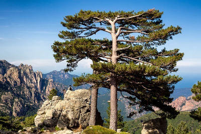 Low angle view of tree against sky