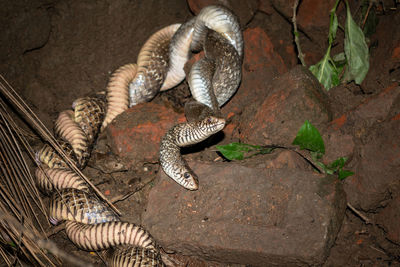 Two indian rat snakes are mating in an abandoned place in the dark night. 