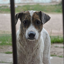 Portrait of dog on field