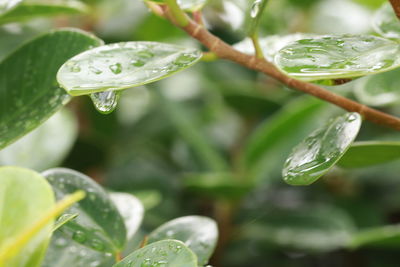 Close-up of water drops on plant leaves