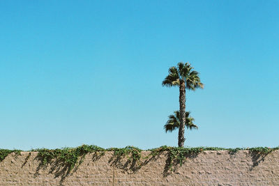 Low angle view of palm trees and stone wall against clear blue sky