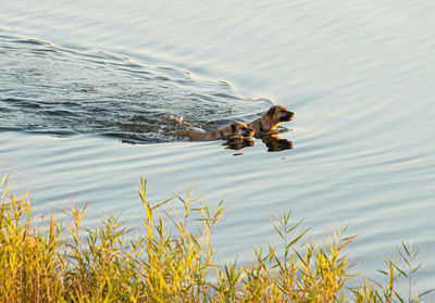 High angle view of dog swimming in lake