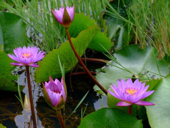 Close-up of pink lotus water lily in pond